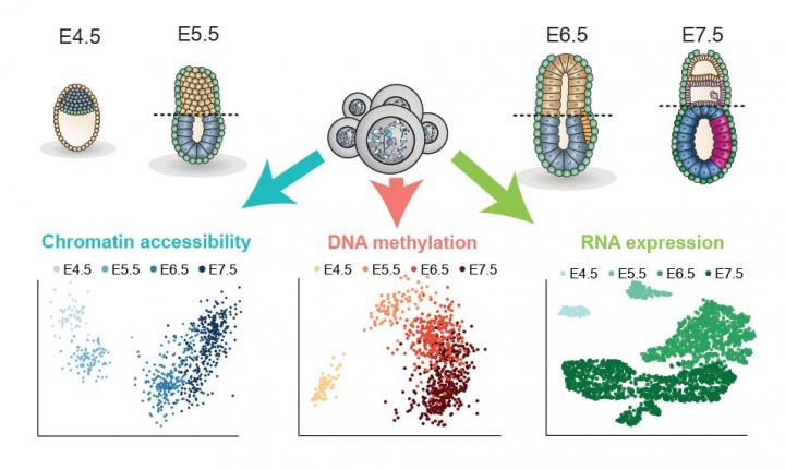 Single Cell Analysis of Gastrulation