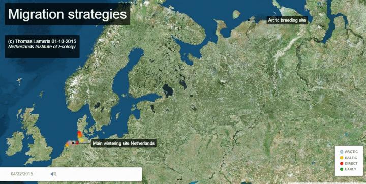 Map of Goose Migration Strategies