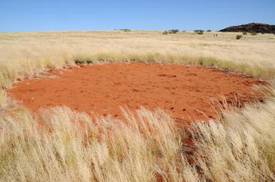 Fairy Circles (2 of 2)