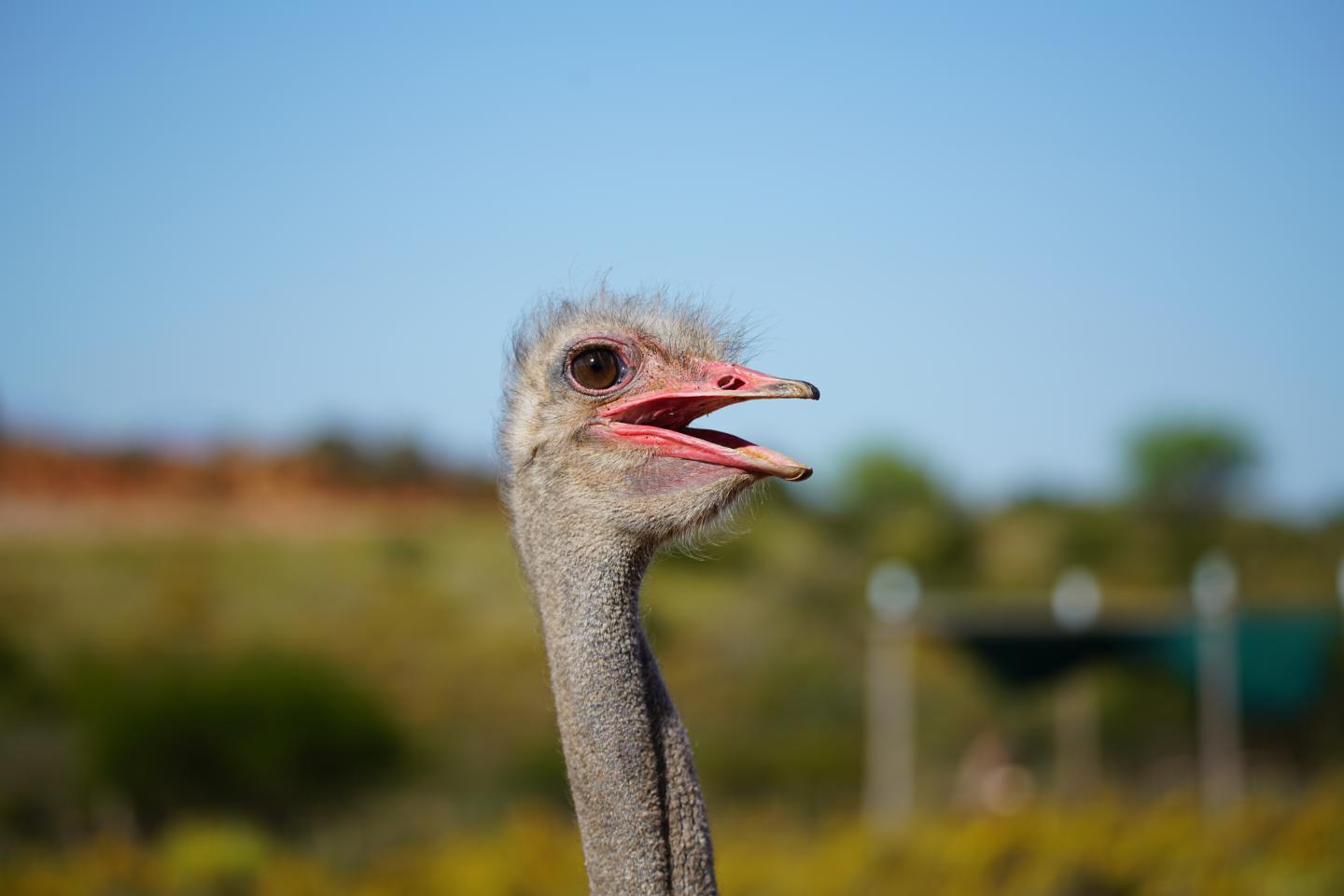 Ostrich