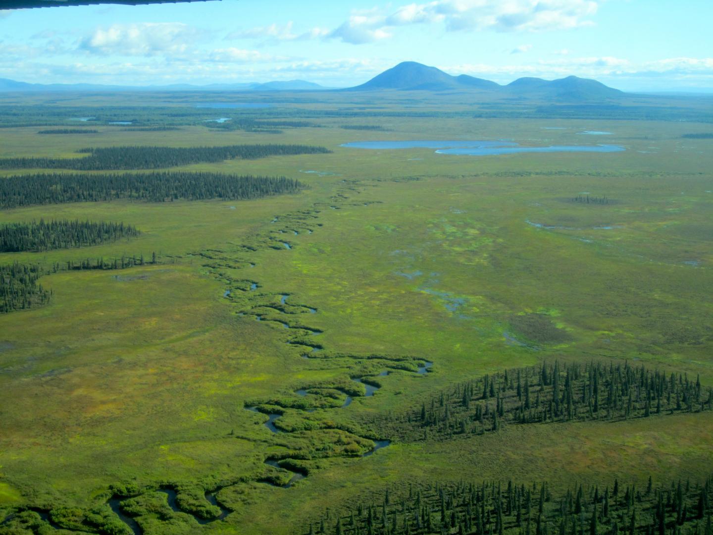 Chemical Record in Ear Bones Reveals Life History of Pacific Salmon (4 of 9)