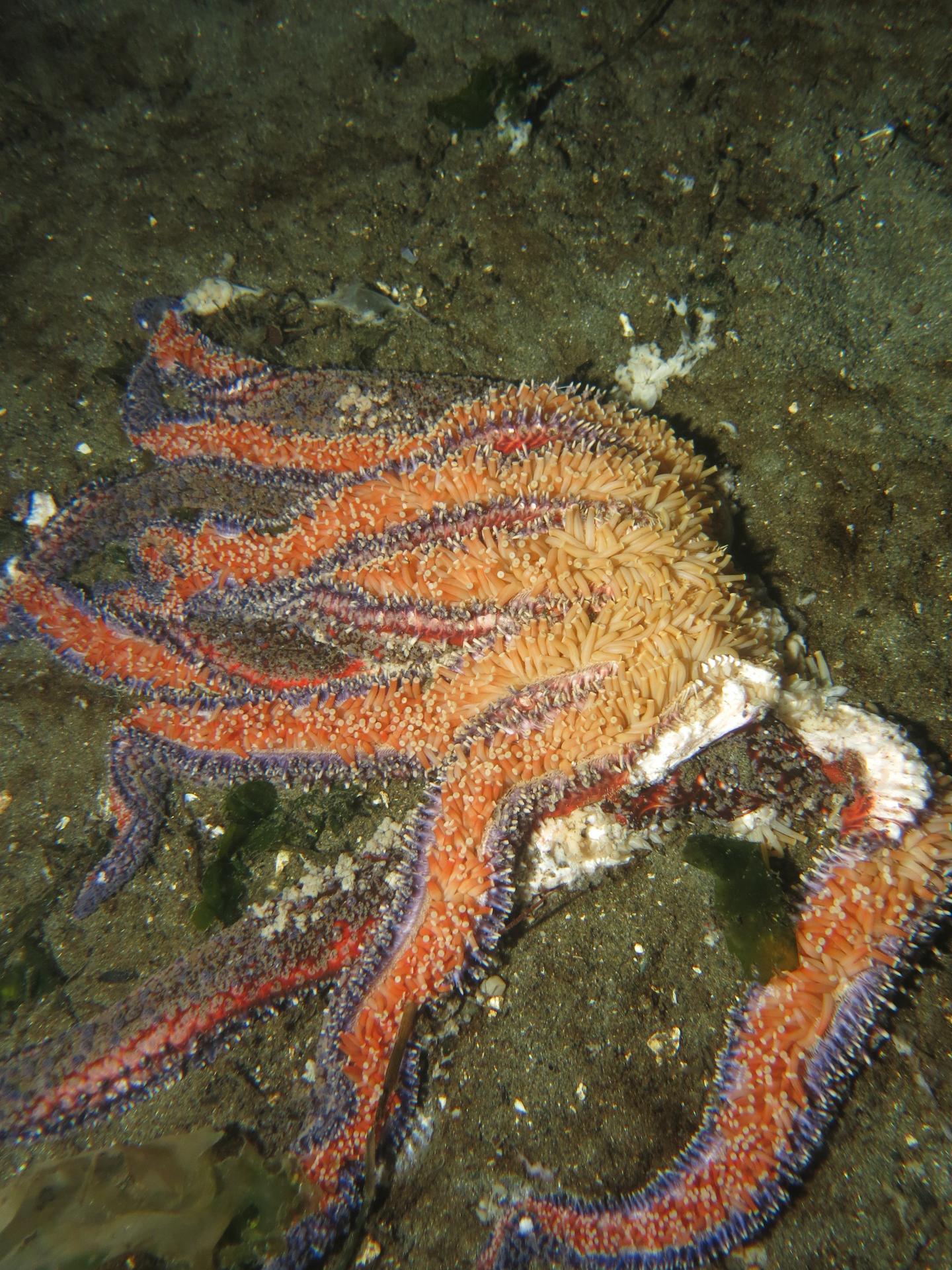 Key Sea Star Predator Wiped Out by Disease and Abnormally Warm Waters