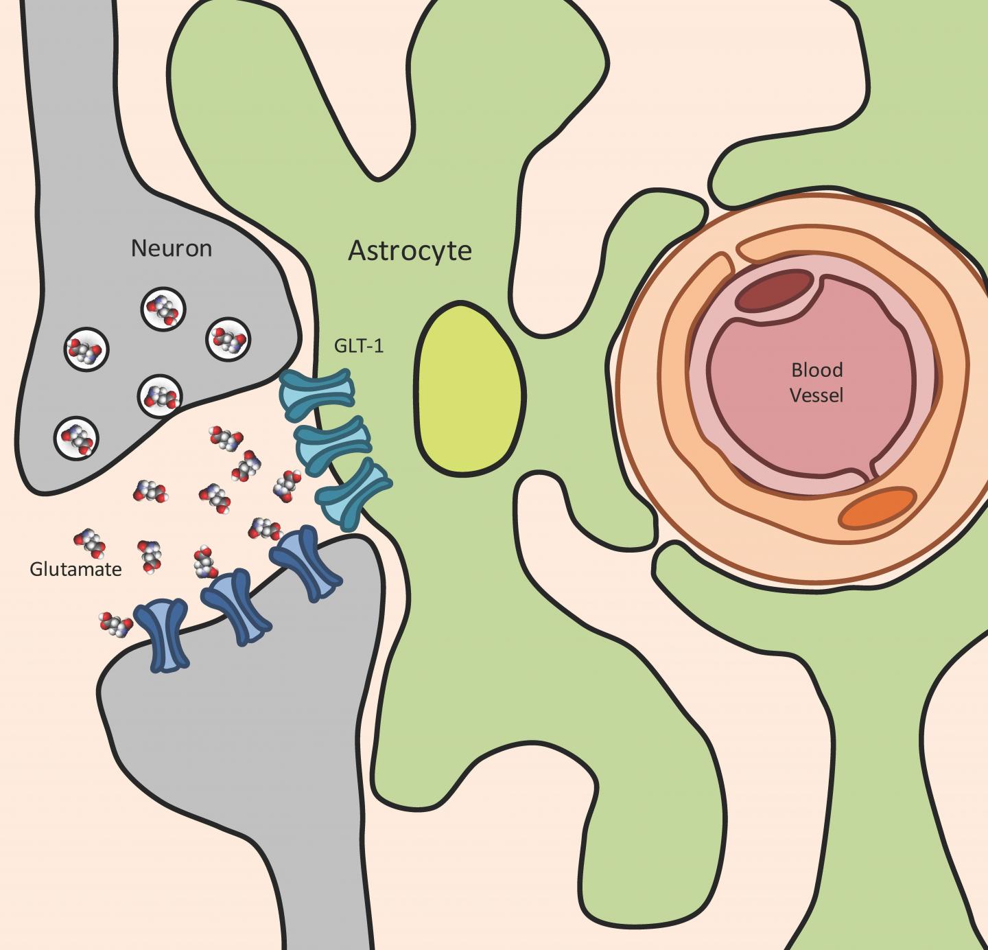 <em>Toxoplasma</em> Infection