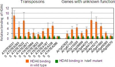 HDA6 Protein