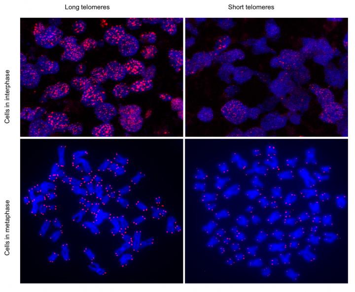 Long and short telomeres