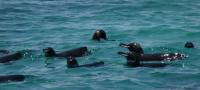 Galapagos Penguins Swimming