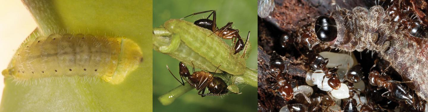 Association of Caterpillars of Blues and Hairstreaks