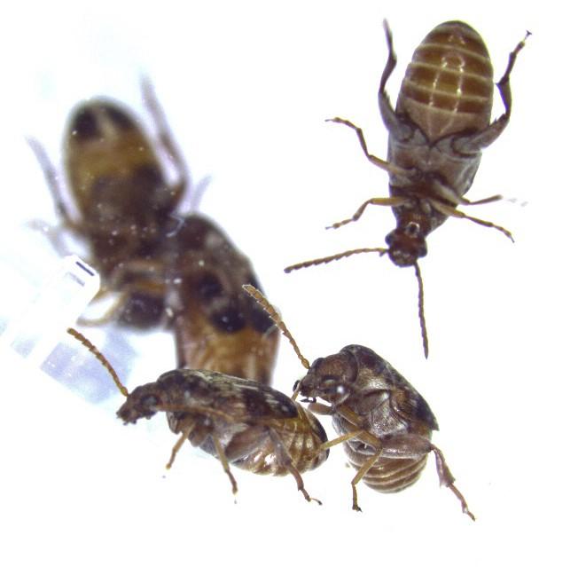 Female Same-Sex Sexual Behavior