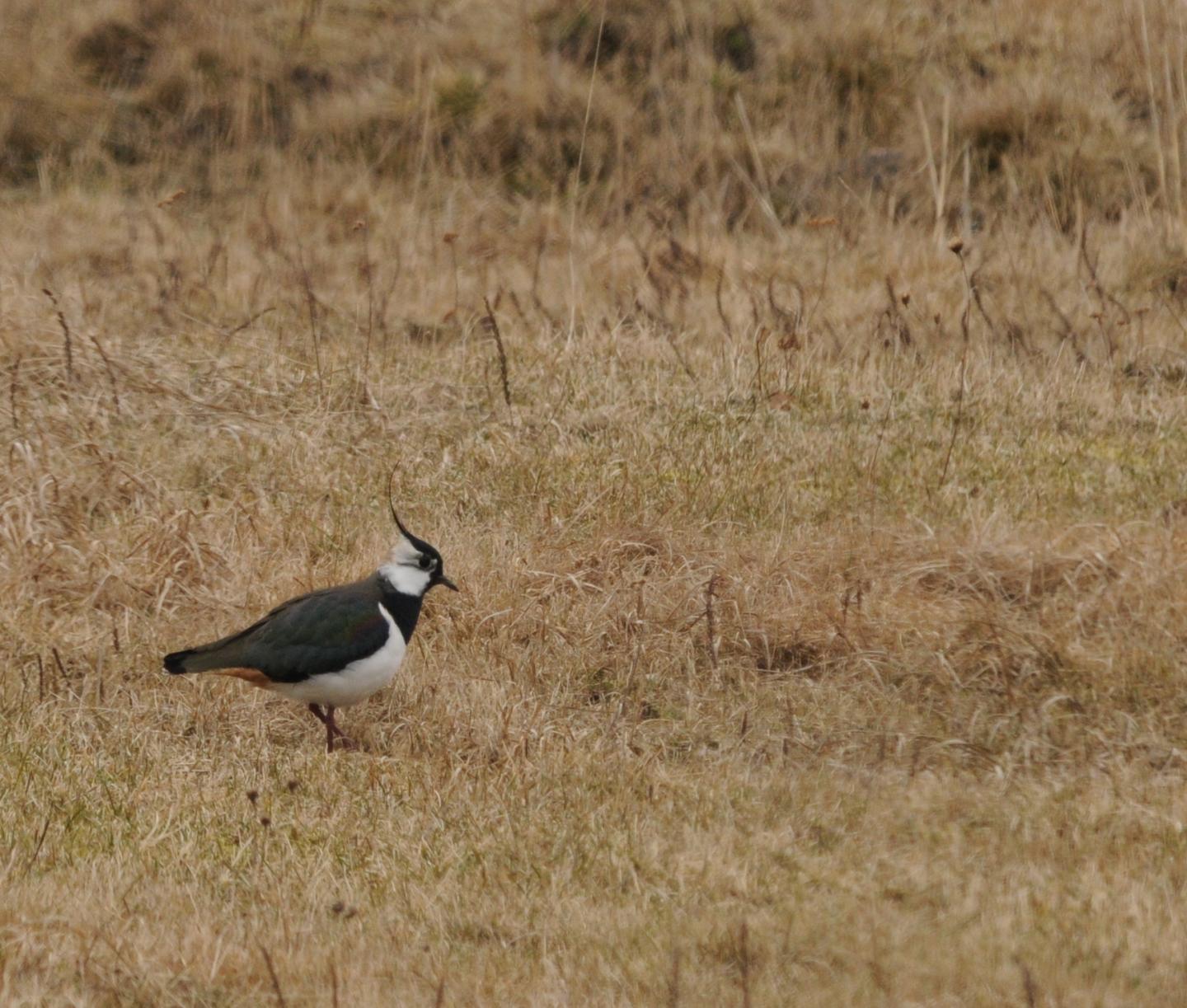 Northern Lapwing (<em>Vanellus vanellus</em>)