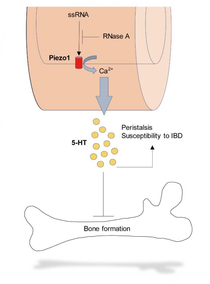 Schematic Model