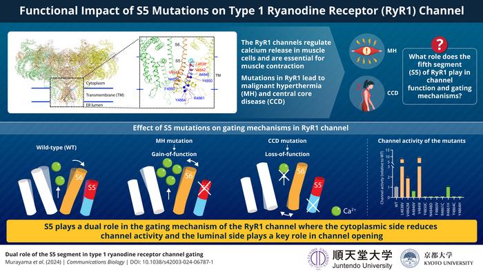 Decoding the role of S5, the fifth transmembrane segment in the type 1 ryanodine receptor (RyR1) channel