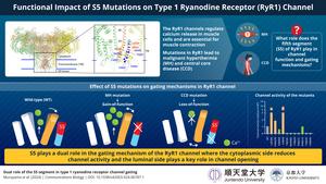 Decoding the role of S5, the fifth transmembrane segment in the type 1 ryanodine receptor (RyR1) channel