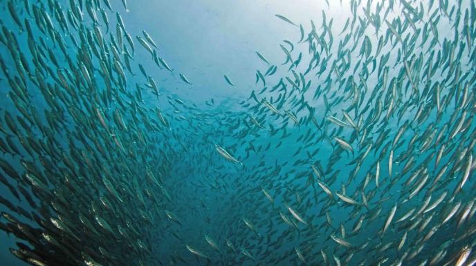 Schooling Fish