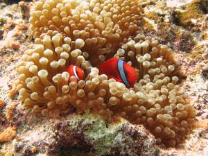 The tomato anemonefish (Amphiprion frenatus) in a bubble tip sea anemone (Entacmaea quadricolor)