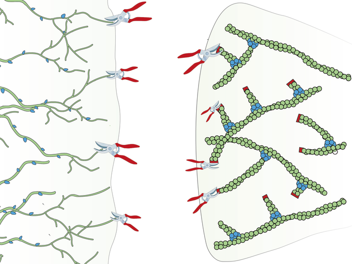Proper Pruning in Cells: How to keep the Cytoskeleton (hedge) tidy and branched