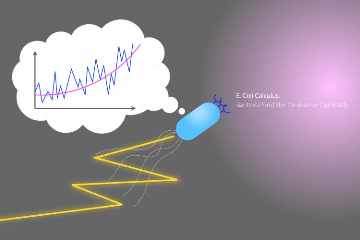 E. Coli Calculus: Bacteria Find the Derivative Optimally