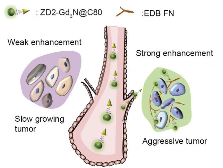 Targeted Contrast Agent for Cancer Imaging