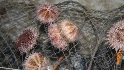 Sea Urchins