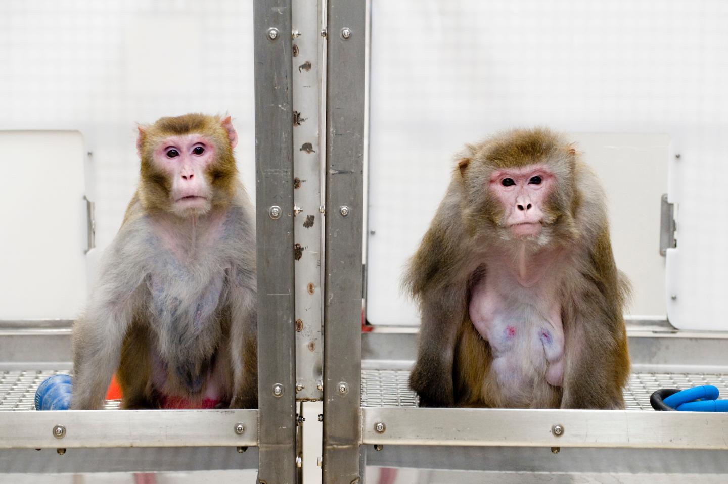 Rhesus Monkeys