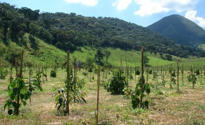 Novel methodology projects growth of native trees, enhancing return on investment in forest restoration