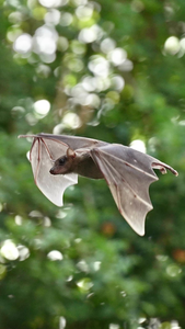 Bats Navigate during the day.