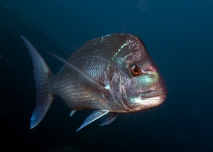 Australian snapper (Chrysophrys auratus)