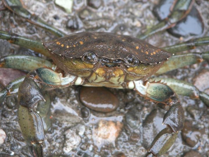 European green crab closeup