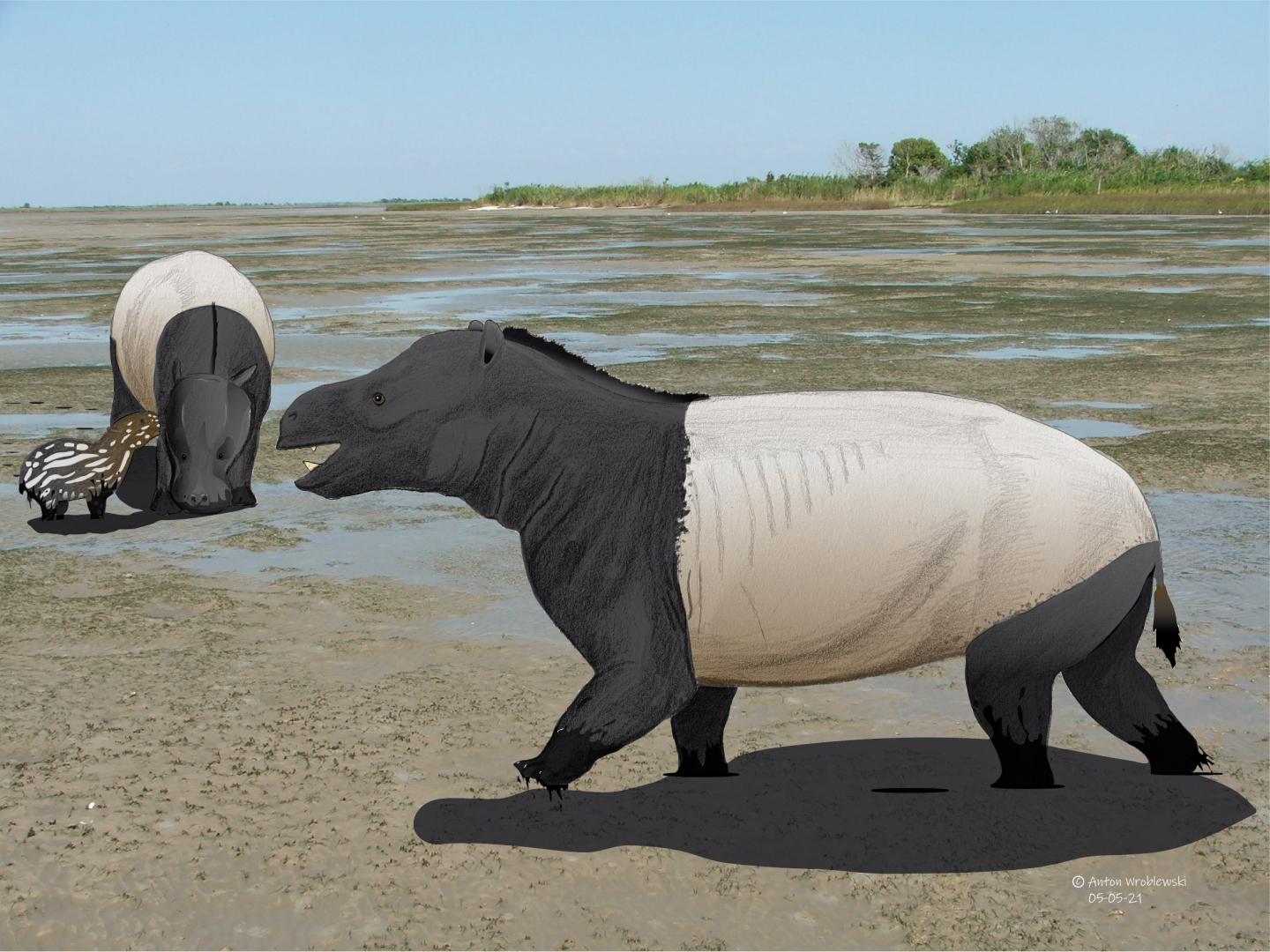 Coryphodon reconstruction