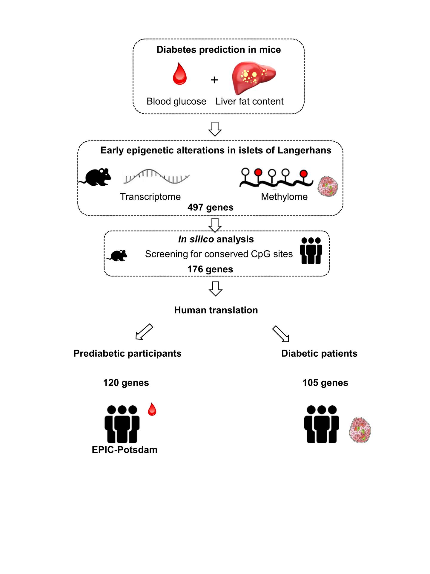 Epigenetic Changes Precede Onset of Diabetes