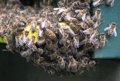Bees Swarming
