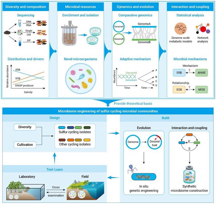 A conceptual framework of perspectives for microbially-driven sulfur cycling in the river–wetland–ocean continuum