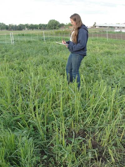 Researcher in Forage Field