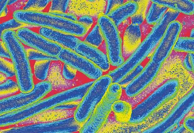 <em>E. coli</em> Bacteria Colored in Heat Gradient