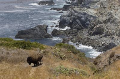 Non-Native Bison Roam Free on Catalina Island