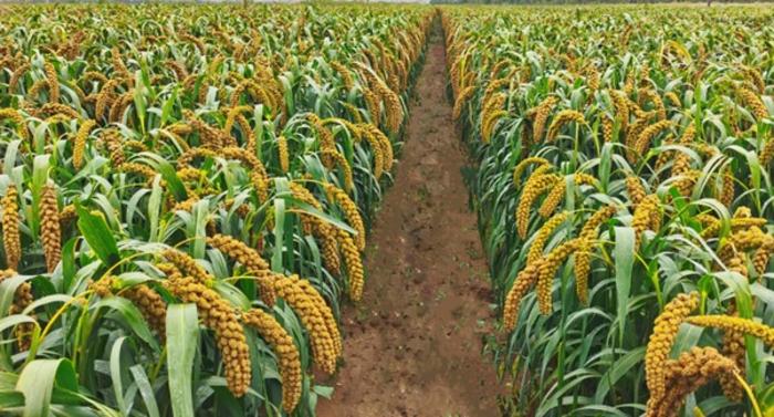 Foxtail millet, an emerging plant model and an important crop with drought and barren soil tolerance