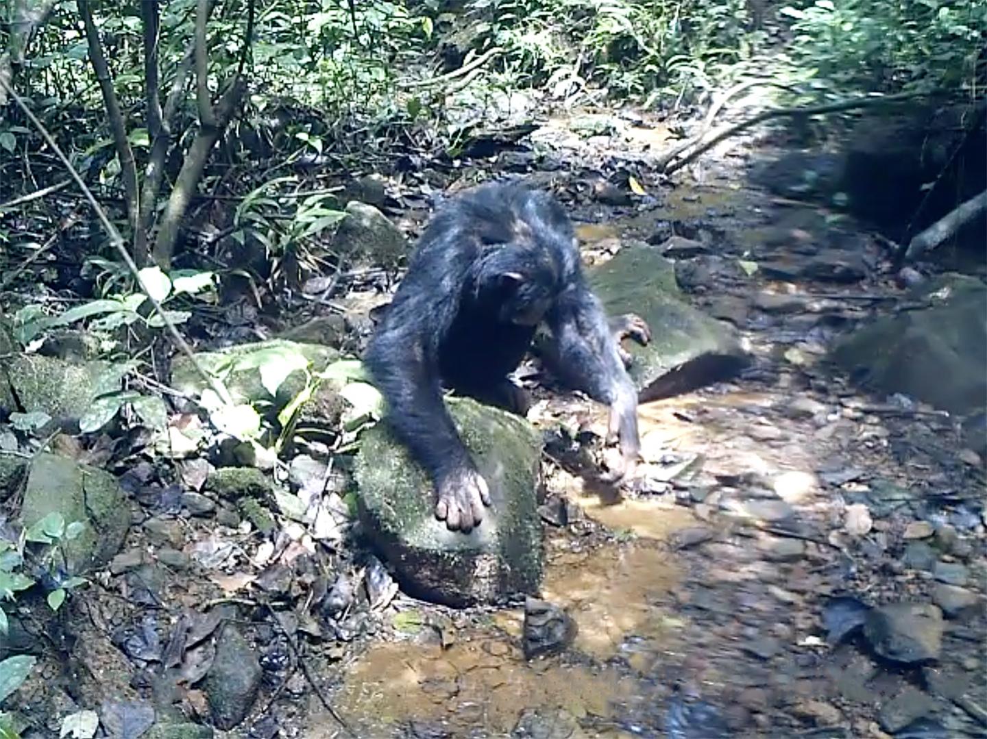 Chimpanzee Fishing for Crabs (Image)