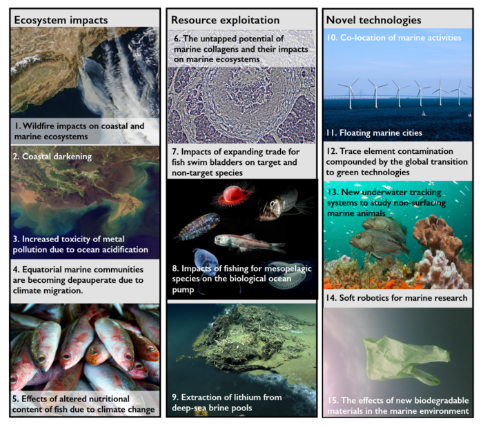 Warming and overfishing could switch the role of fishes in the marine  carbon cycle