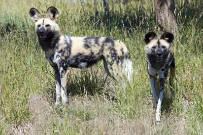 Wild Dogs