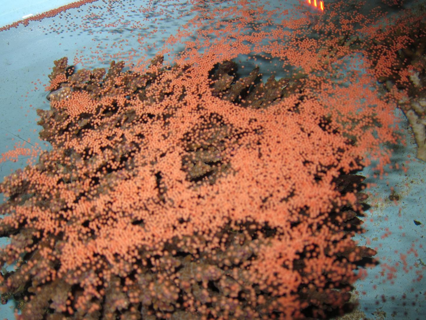 Coral Spawning