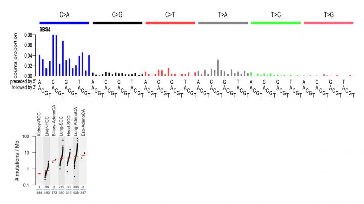 SBS4 and Cancer Types in Which the Signature Is Found