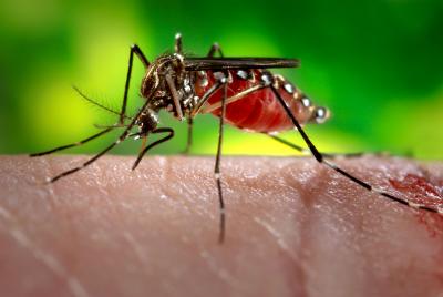 Mosquito (<i>Aedes aegypti</i>)