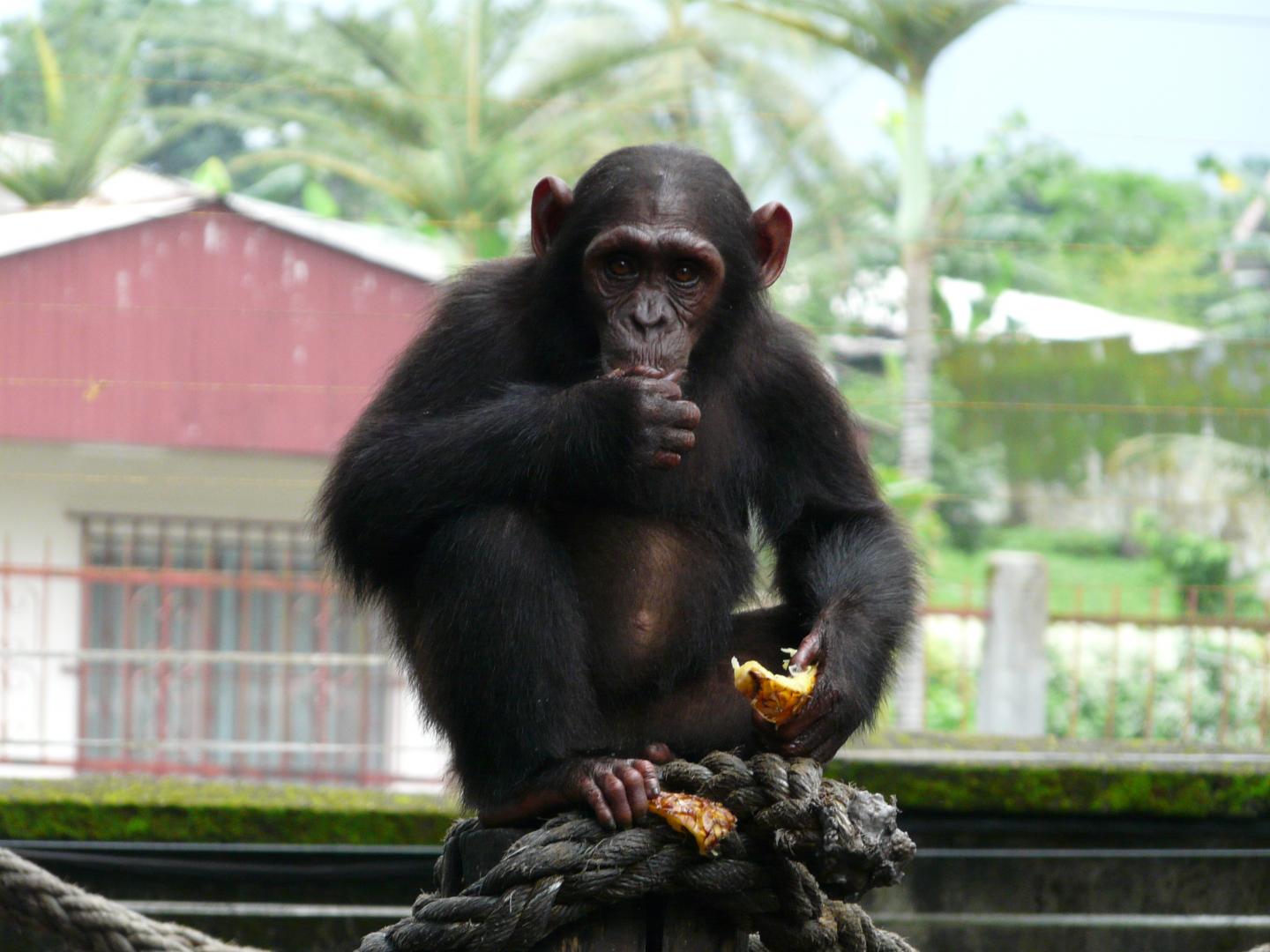 Nigeria-Cameroon Chimpanzee