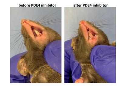 Mouse and PDE4 inhibitor