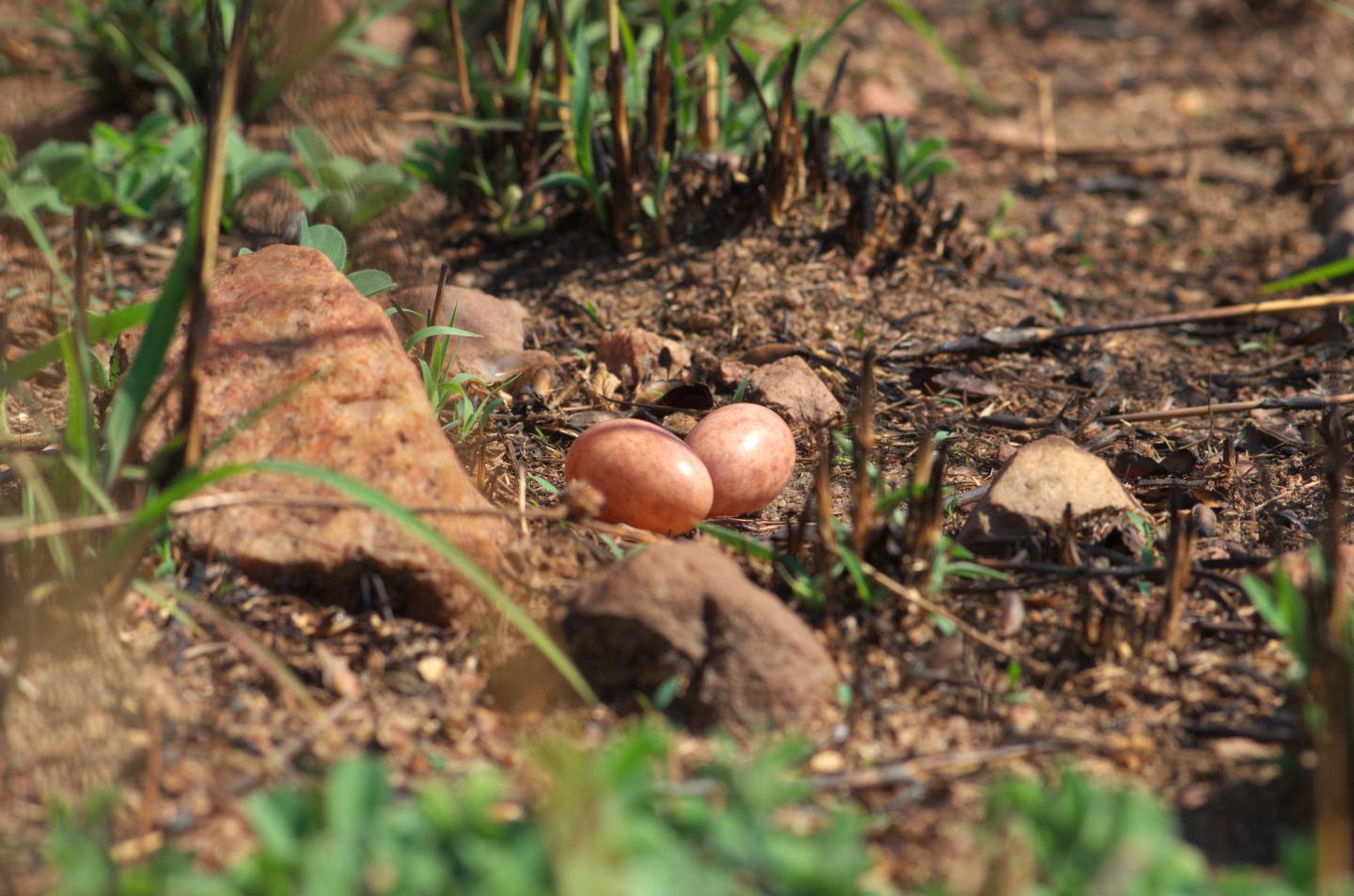 Camouflaged Eggs