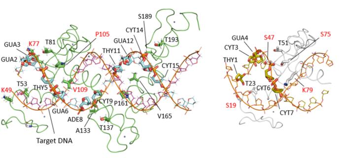 Zinc Finger Nucleases