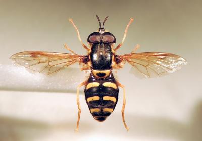 <i>Chrysotoxum festivum</i>