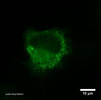 Biosensor Reveals Nicotine Inside of Cells