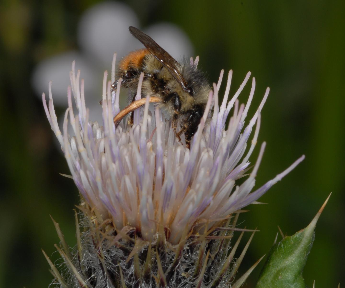 Bumble Bee on a Thistle Flower