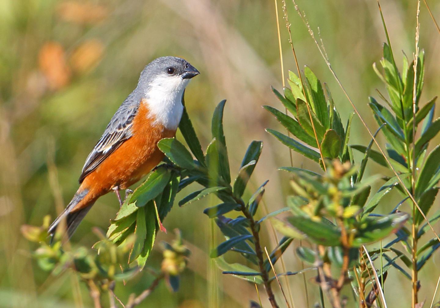 Despite Lack of Genetic Diversity, Why Do Finches Differ in Color? (15 of 18)