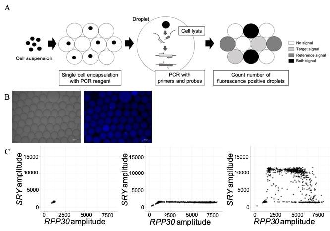 New Single-Cell Prenatal Blood Test Can Identify Genetic Abnormalities